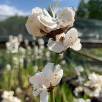 Libertia grandiflora 